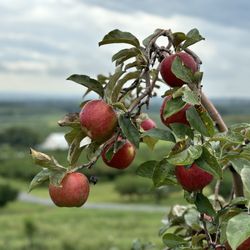 Catoctin Mountain Orchard - Crimson crisp
