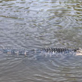 Ultimate Swamp Adventures - Baby alligator waiting for marshmallows which are used because they look like eggs which is one of their favorite foods - Tours Near Me - Westwego, Louisiana Ultimate Swamp Adventures - Baby alligator waiting for marshmallows which are used because they look like eggs which is one of their favorite foods - Tours Near Me - Westwego, Louisiana