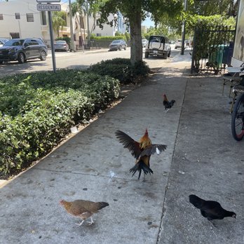 Party Cake Bakery - Live chickens! :) - Bakeries Near Me - Miami, Florida Party Cake Bakery - Live chickens! :) - Bakeries Near Me - Miami, Florida