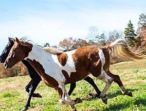 Winding Creek Stable - equestrian in Kingston, TN