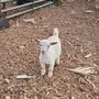 Photo of Little Goat Farm at the Lake