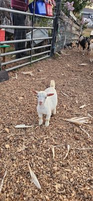 The Little Goat Farm at the Lake by null