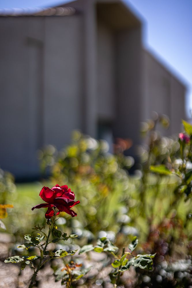 SAINT HEDWIG CATHOLIC CHURCH 16 Photos 11482 Los Alamitos Blvd, Los