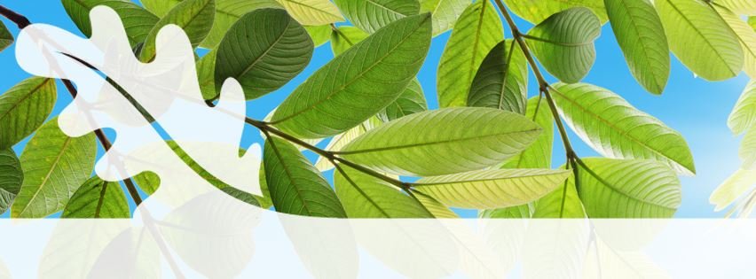 Preservation Tree Service - tree service in Fort Worth, TX