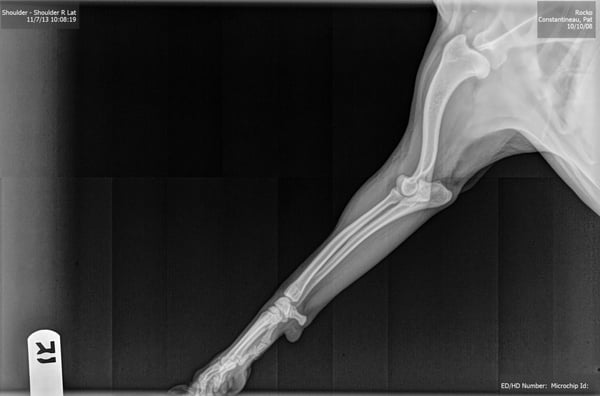 Lawndale Pet Hospital by null