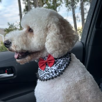 Paws Fur Grooming - Our sweet boy Max. Max is a Mini Aussiedoodle. - Pet Groomers Near Me - Holly Springs, North Carolina Paws Fur Grooming - Our sweet boy Max. Max is a Mini Aussiedoodle. - Pet Groomers Near Me - Holly Springs, North Carolina