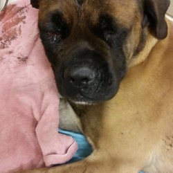 Fairfield Primary Care - This is Cooper - his family pet beaten with a hammer and shot.