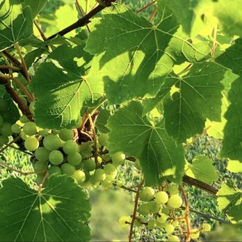 Haak Vineyards & Winery - 2016 - Wineries Near Me - Santa Fe, Texas Haak Vineyards & Winery - 2016 - Wineries Near Me - Santa Fe, Texas