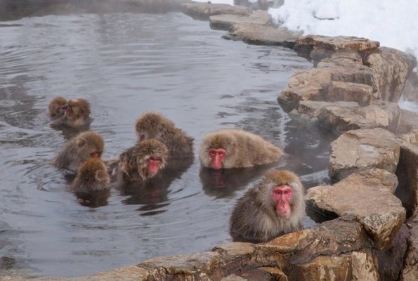 Jigokudani Yaen-Koen by null