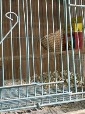 Pete’s Pet Supply by null