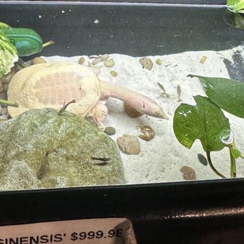 Cold Blooded & Bizarre - Reptile Shops Near Me - Charlotte, North Carolina Cold Blooded & Bizarre - Reptile Shops Near Me - Charlotte, North Carolina