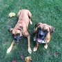 Photo of Pawsitive Futures