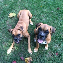 Pawsitive Futures - Delah and Hulk learning to come when called off-leash during a private lesson.
