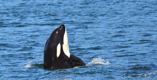 Steveston Seabreeze Adventures Vancouver by null