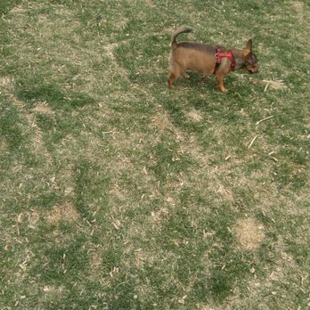 Sonic Drive-In - The first Sonic to have a dog park and children's playground attached! My dogs loved it! - Fast Food Near Me - Oakley, Kansas