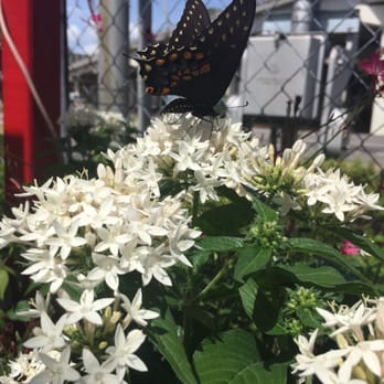 Bloom Garden Shop - Nurseries & Gardening Near Me - Tampa, Florida