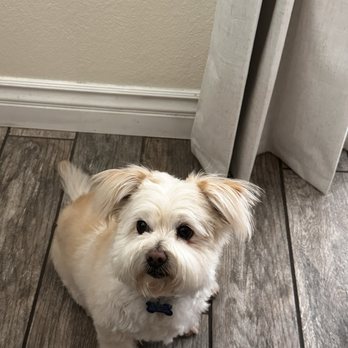 Pup's N Bubbles Pet Grooming - Dog - Pet Groomers Near Me - Lake Elsinore, California