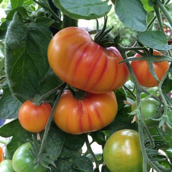 D&E fuel good stop - We grow most of our Food on Property. - Gas Stations Near Me - Captain Cook, Hawaii D&E fuel good stop - We grow most of our Food on Property. - Gas Stations Near Me - Captain Cook, Hawaii