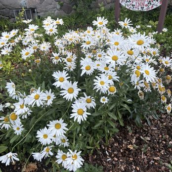 Strawberry Valley Inn - Blooming flowers - Hotels Near Me - Mount Shasta, California Strawberry Valley Inn - Blooming flowers - Hotels Near Me - Mount Shasta, California