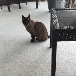 Uptech Computer - Cat