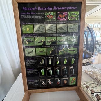 Paradise Monarchs - The facts - Gift Shops Near Me - Waipahu, Hawaii