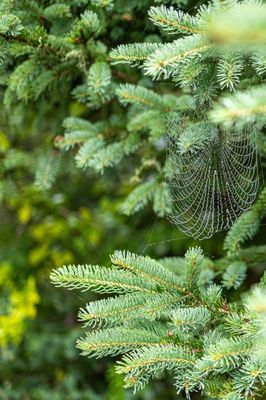 Owls Head State Park by null