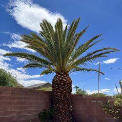 Saldate Landscaping