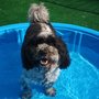 Photo of DSL Dog Training and Boarding