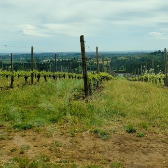 Knudsen Vineyards - Vines - Wine Tasting Room Near Me - Dundee, Oregon