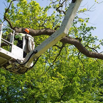 Twin Oaks Tree Service - Tree Services Near Me - Pendleton, South Carolina