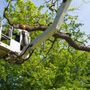 Photo of Twin Oaks Tree Service