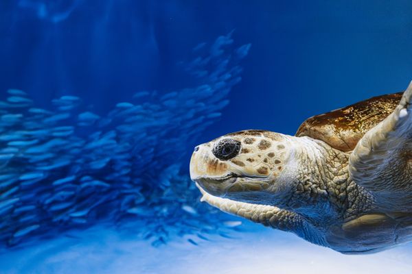 Birch Aquarium by null
