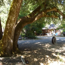 Big Bend Lodge - formerly River's Run Lodge - A view of the wonderful oak tree and one of the cabins in the background.