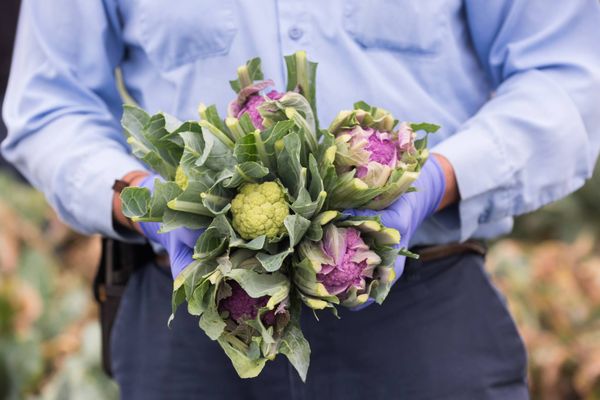 The Chef's Garden by null