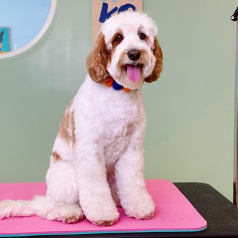 Kokoni Pets - Pet Groomers Near Me - San Gabriel, California Kokoni Pets - Pet Groomers Near Me - San Gabriel, California