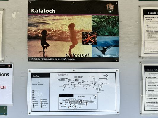 Kalaloch Campground by null