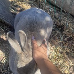Pet bunnies Pet bunnies