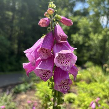 Meadowlark Botanical Gardens - flower - Botanical Gardens Near Me - Vienna, Virginia