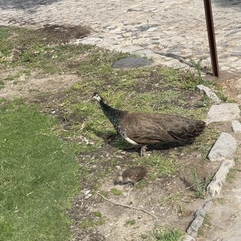 Castelo de S. Jorge - Landmarks & Historical Buildings Near Me - Lisbon, 11 Castelo de S. Jorge - Landmarks & Historical Buildings Near Me - Lisbon, 11