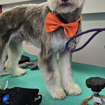 Precious Pets - Pet Groomers Near Me - Newark, New Jersey