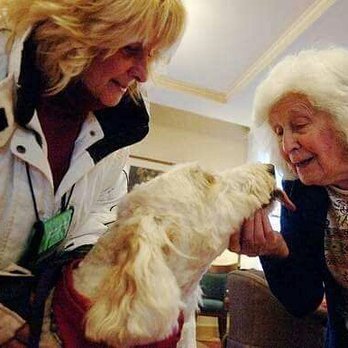 American Goldendoodle - Blowing kisses at the Atria Assisted Living in Malden - Pet Breeders Near Me