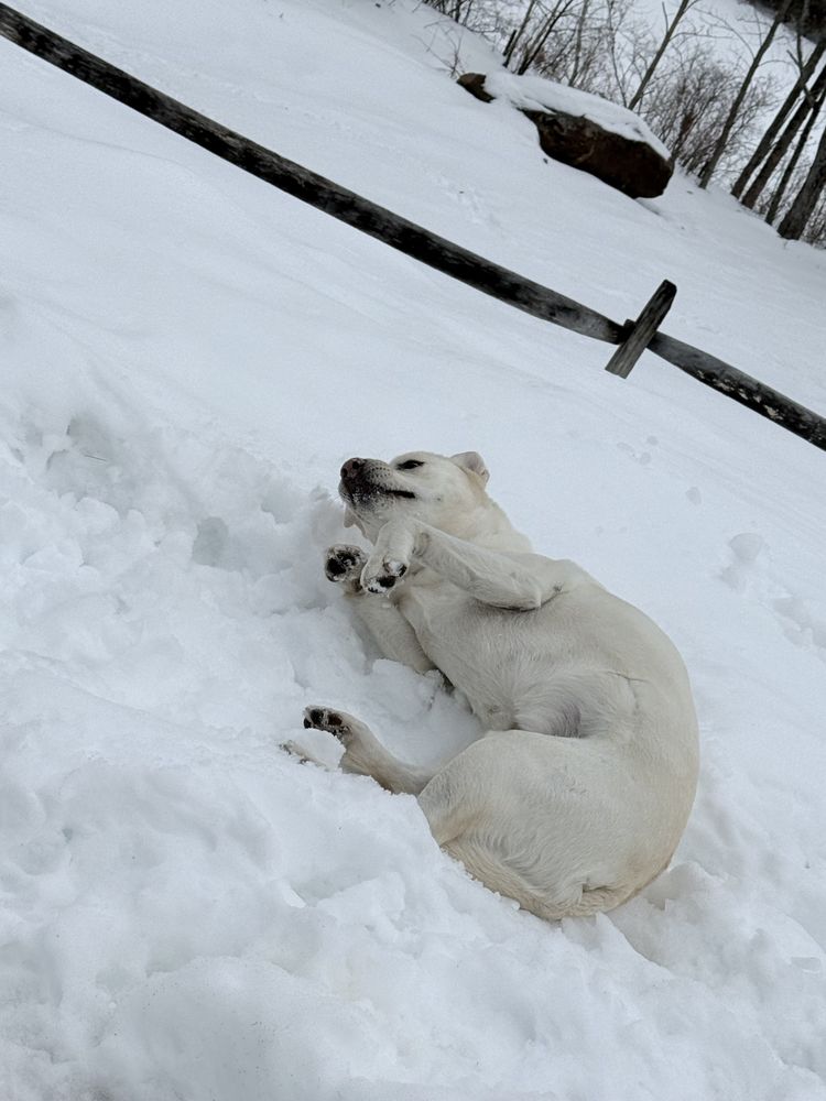 Woofy Dog Walking - pet boarding facility in Merrimack, NH