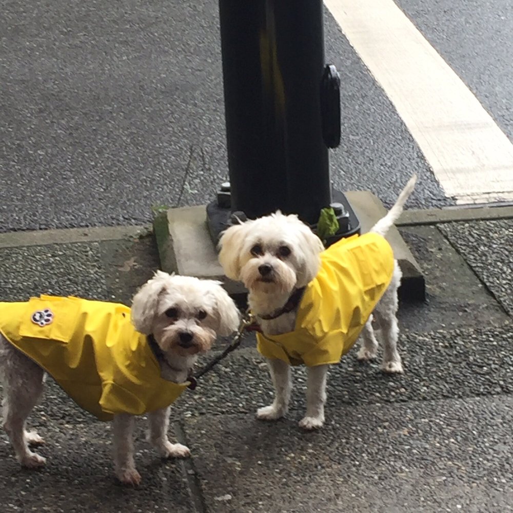 In Yaletown with their awesome raincoats from Barking Babies In Yaletown with their awesome raincoats from Barking Babies