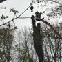 Photo of For The Trees