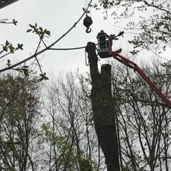For The Trees