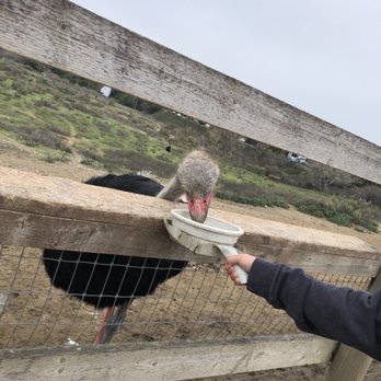 Ostrichland USA - Attraction Farms Near Me - Solvang, California Ostrichland USA - Attraction Farms Near Me - Solvang, California