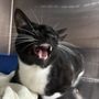 Photo of Tribeca Veterinary Dentistry & Oral Surgery