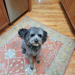 Rips Vroom & Groom - New Me!