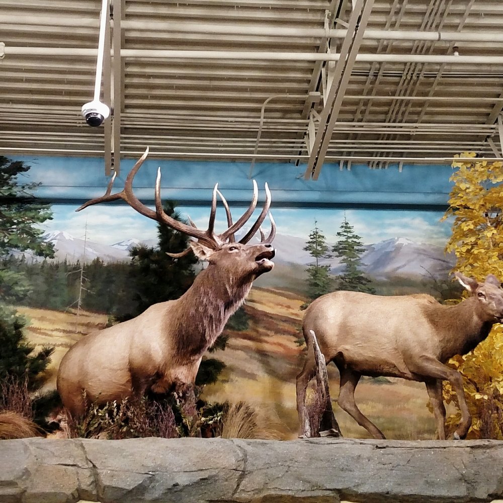 Cabela's - Guns & Ammo Near Me - Louisville, Kentucky