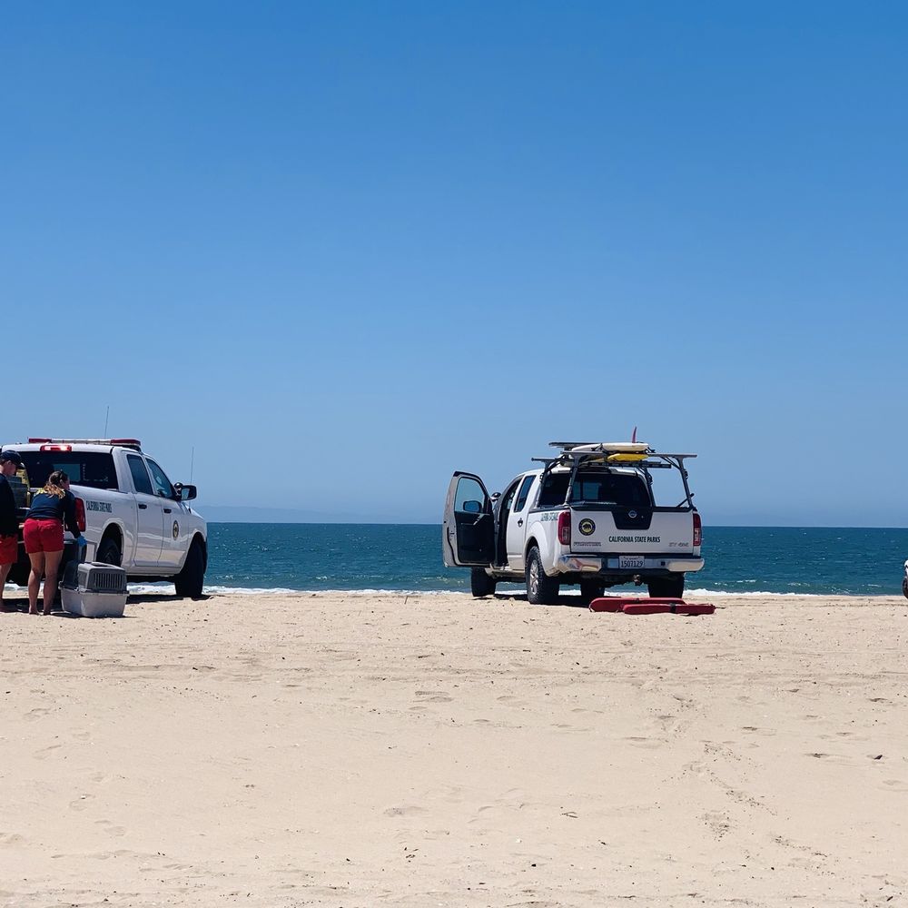 Bolsa Chica State Beach - Lifeguards Saving Pelican - Beaches Near Me - Huntington Beach, California Bolsa Chica State Beach - Lifeguards Saving Pelican - Beaches Near Me - Huntington Beach, California